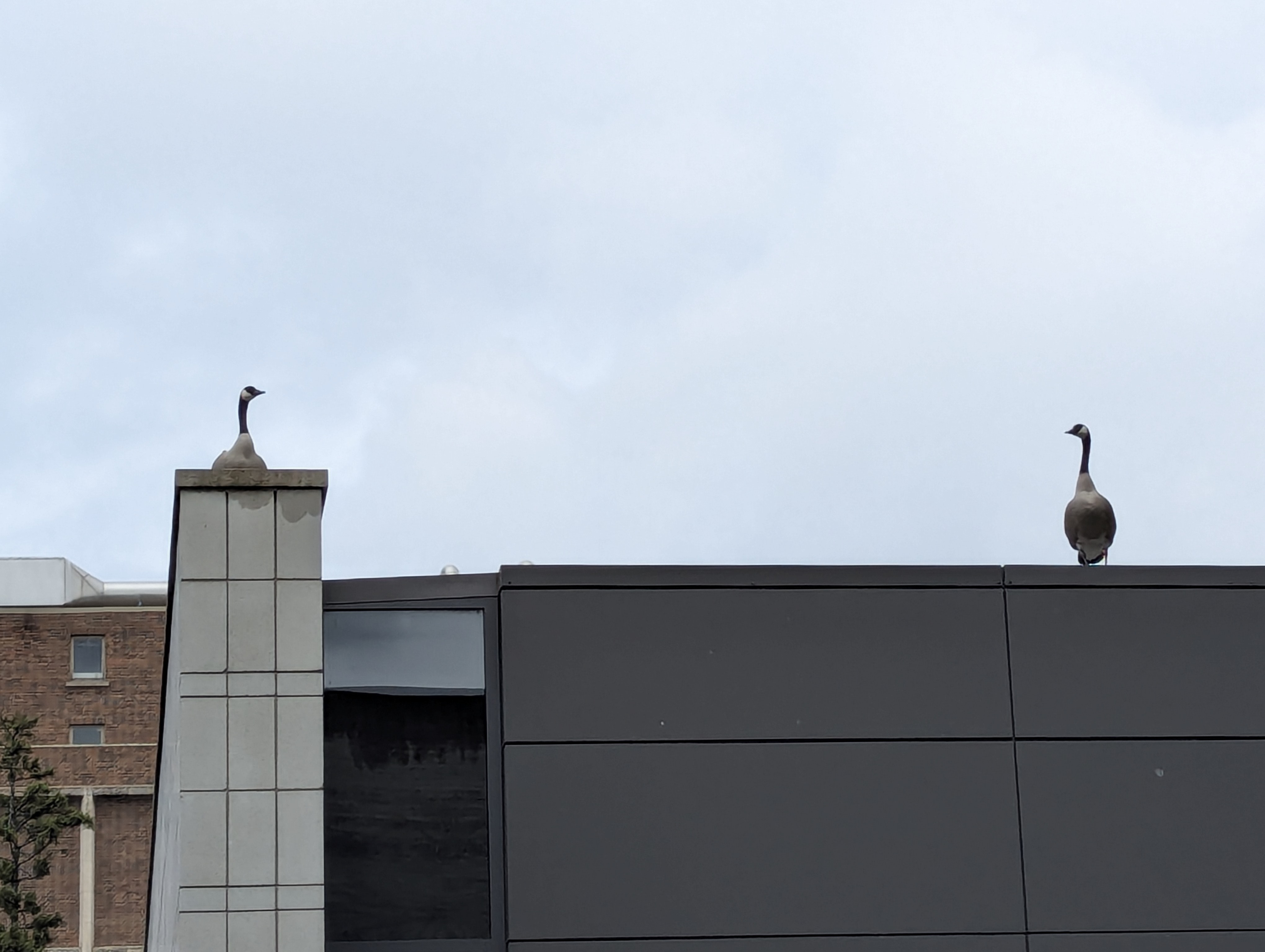 Birthday Trip to Canada, University of Alberta